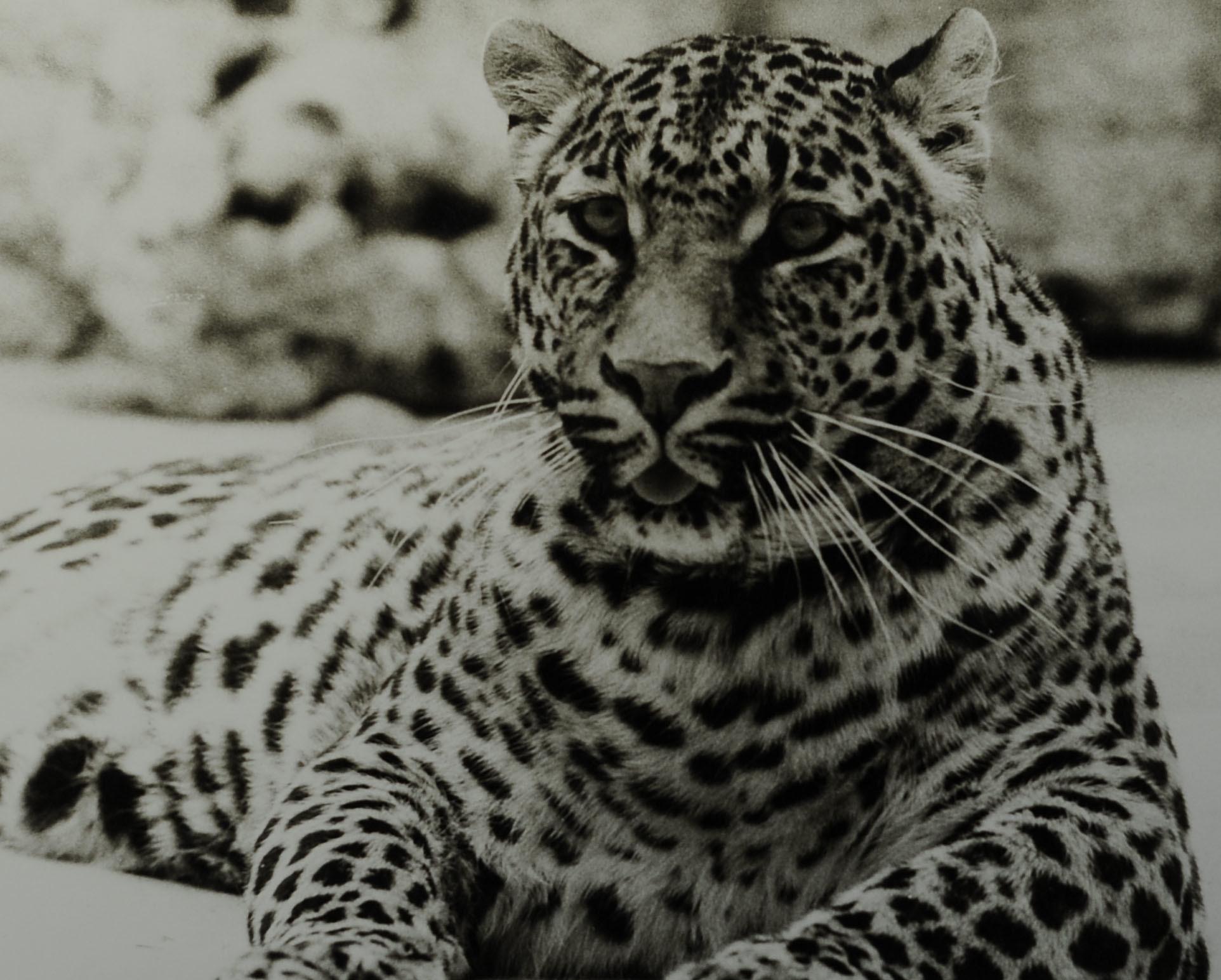 In den Anfangszeiten gab es noch viele Wildtiere im Park, erinnert sich Benedikt Graf von Bentzel zurück: "Pumas, Leoparden, Antilopen, Geparden, Emus, Geier und viele mehr." Die ersten Wildtiere, die im Park Nachwuchs hatten, waren die Leoparden, erzählt von Bentzel. Die Babies wurden per Hand im Schloss aufgezogen und die Grafenkinder gingen mit den Baby-Leoparden im Park spazieren.