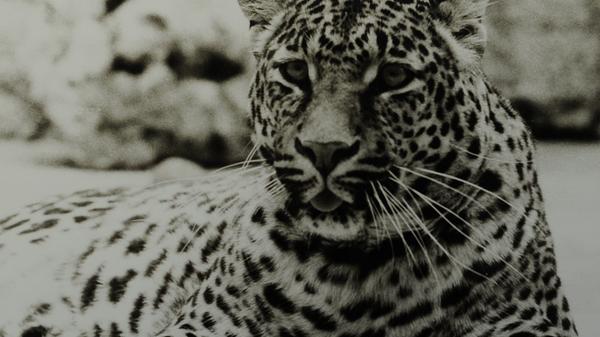 In den Anfangszeiten gab es noch viele Wildtiere im Park, erinnert sich Benedikt Graf von Bentzel zurück: "Pumas, Leoparden, Antilopen, Geparden, Emus, Geier und viele mehr." Die ersten Wildtiere, die im Park Nachwuchs hatten, waren die Leoparden, erzählt von Bentzel. Die Babies wurden per Hand im Schloss aufgezogen und die Grafenkinder gingen mit den Baby-Leoparden im Park spazieren.