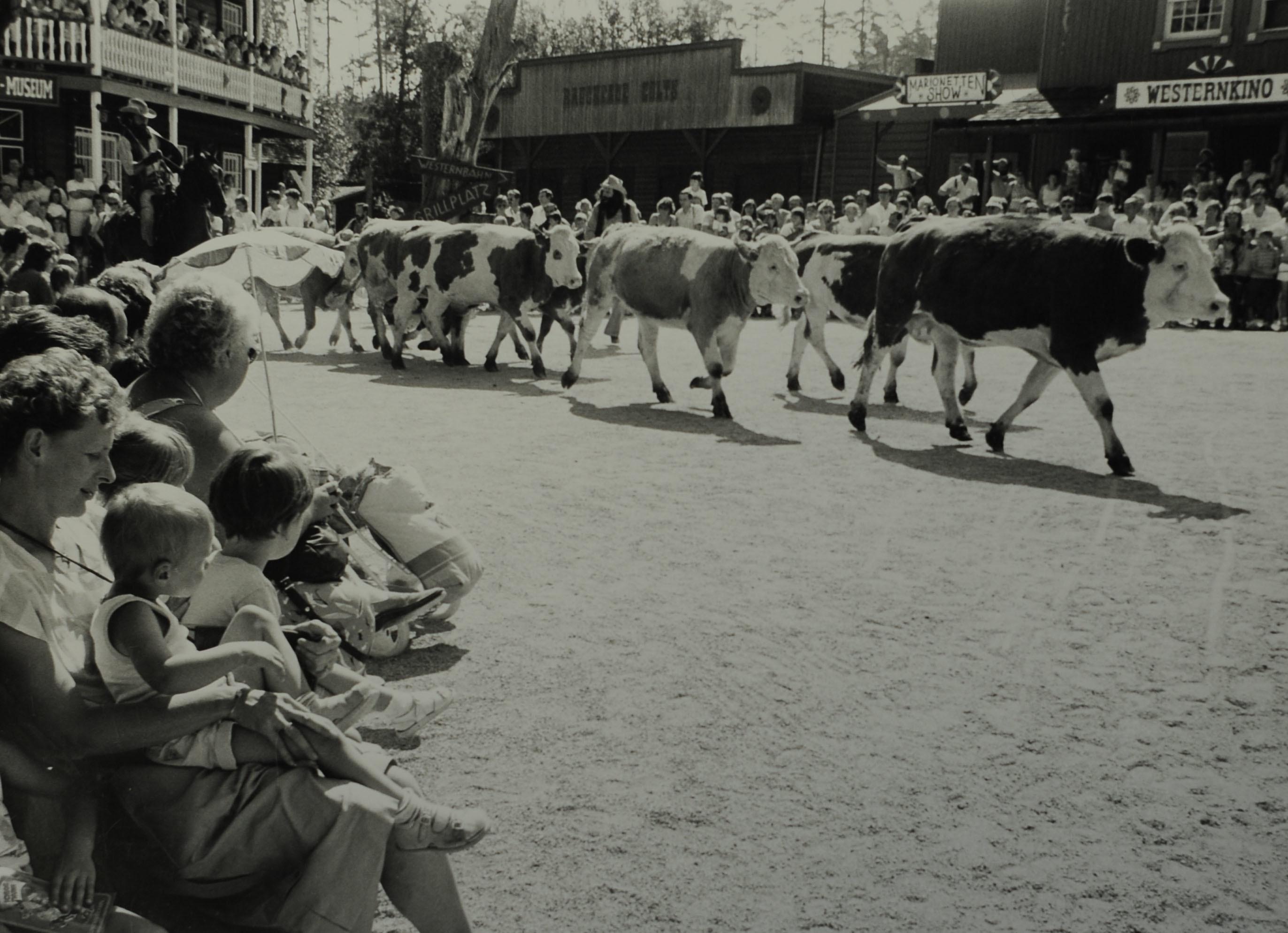 Auf Schloss Thurn ging es manchmal tierisch zu, hier zum Beispiel beim Rindertrieb durch die Westernstadt, die Aufnahme stammt ungefähr aus dem Jahr 1985.