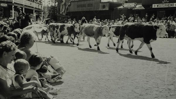 Auf Schloss Thurn ging es manchmal tierisch zu, hier zum Beispiel beim Rindertrieb durch die Westernstadt, die Aufnahme stammt ungefähr aus dem Jahr 1985.