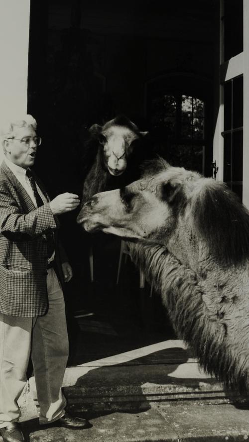 Aber auch vor dem Schloss machten die tierischen Bewohner des Erlebnisparks nicht Halt: Hannfried Graf Bentzel bei dem Vorhaben, den parkeigenen Kamelen das Schloss zu zeigen (etwa 1992).