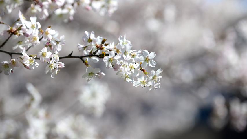 Frühlingserwachen in Fürth: Die Menschen zieht es hinaus in die Natur