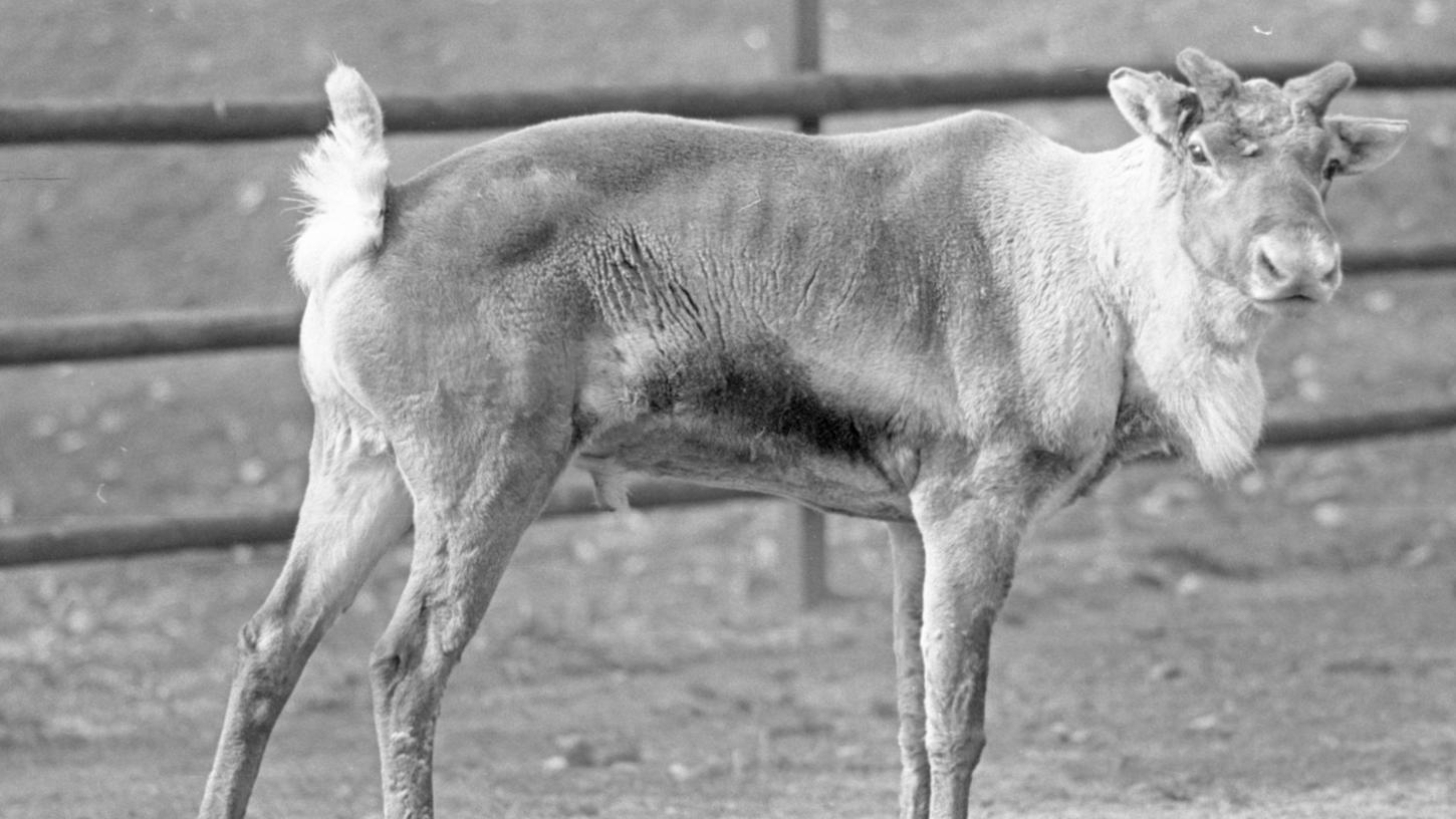 2. April 1967: Gäste aus dem Norden