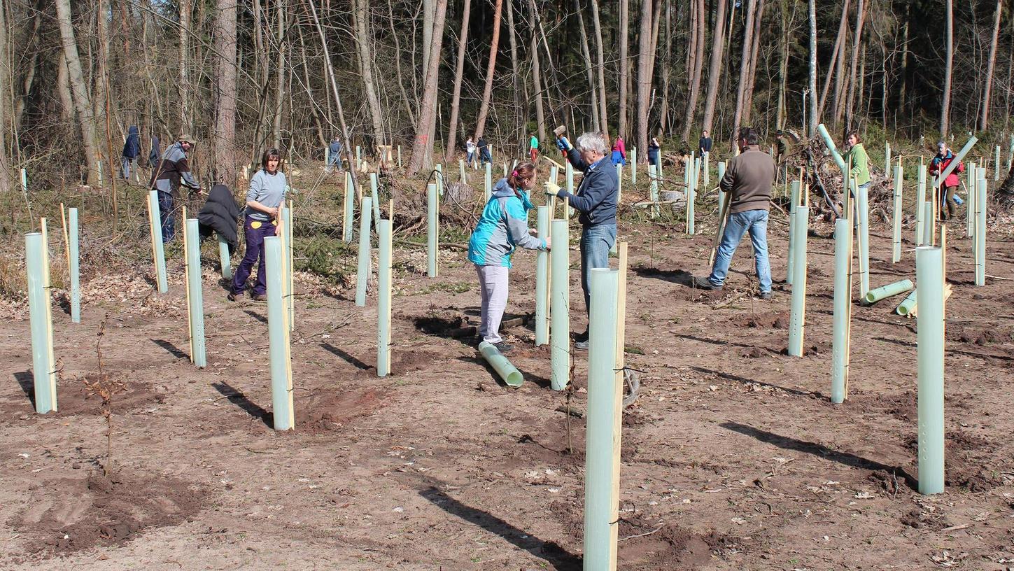Allersberg: Neue Laubbäume für gerodete Waldfläche 