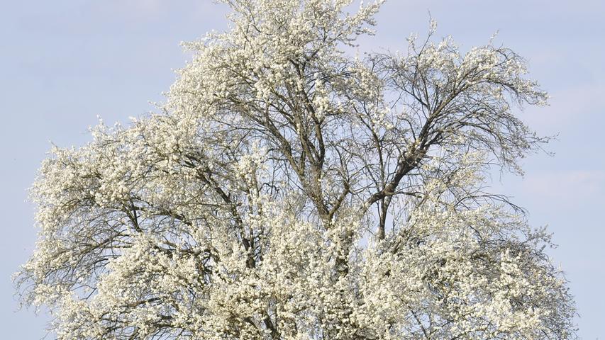 Bei dem Anblick könnte man zum Poeten werden. Fotografin Annelore Schneider fiel dazu ein Zitat der Autorin Helen Mcdonald ein: "Die Natur verändert sich. Ich sehe ein Land, das sich allmäglich mit Tupfen und Linien der Schönheit füllt." Ganz konkret handelt es sich um einen Mirabellenbaum in Langensendelbach.