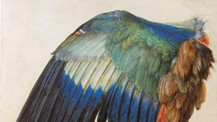 Naturdarstellung in der Kunst war ein Gebiet, das Dürer revolutionierte: Er war der erste, der Tiere, Pflanzen, Felsformationen, Landschaften und Städte systematisch nach dem Naturvorbild gemalt und gezeichnet hat. Dabei bediente er sich einer relativ neuen Technik, dem Aquarell, das er als erster zu höchster Meisterschaft geführt hat. Hier zu sehen: Der Flügel einer Blauracke.