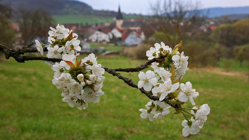 Was ist das Schönste am Frühling? Das alle blüht! Hier ein Apfelbaum mit Blick auf Leutenbach.