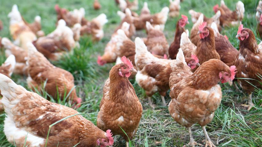 Nein, zwischen Gefieder- und Eierfarbe gibt es keinen Zusammenhang. Um vom Aussehen der Hühner auf die Schalenfarbe schließen zu können, muss man schon etwas genauer hinschauen. Und zwar auf die Hautlappen unter dem Ohr, die Ohrscheiben. Sind diese bei reinrassigen Hühnern weiß, so sind dies meist auch ihre Eier. Haben sie rote Ohrscheiben, ist die Schale in der Regel braun.