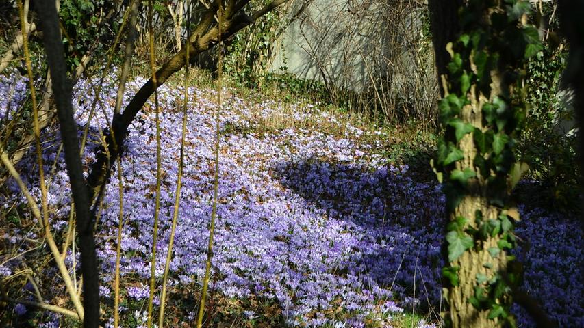 „Blumenparadies“, gesehen in Allersberg. Das Blütenmeer ist ein Eldorado für die Bienen.