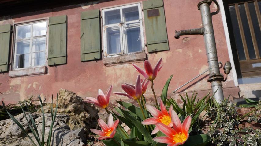 Frühling, wo man nur hinschaut: Die Blumen grüßen den Passanten im Gunzenhausens Ortsteil Sinderlach.