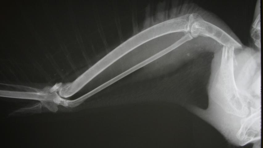 Röntgenbild eines Wanderfalkenflügels: Der Falke wurde unter einer Hochspannungsleitung gefunden, wo er sich den Oberarm gebrochen hatte.