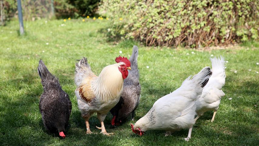Auf knapp 400 Quadratmeter halten die Schuberths bereits Hühner, weiße und sehr neugierige Sussex-Hühner, dunkelgraue Andalusier und auch Legehybriden aus einer Rettungsaktion des Vereins "Rettet das Huhn".
