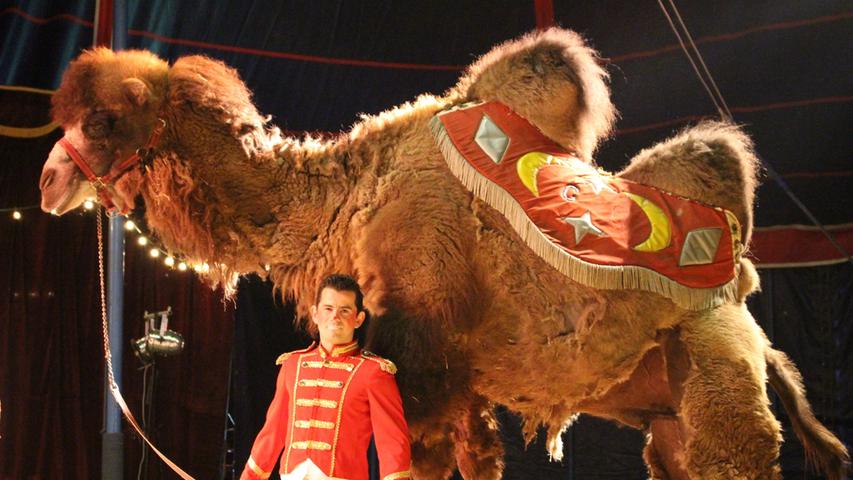 Eines der Highlights des Circus Central: Das Kamel Iwan mit Franz Schubert.
