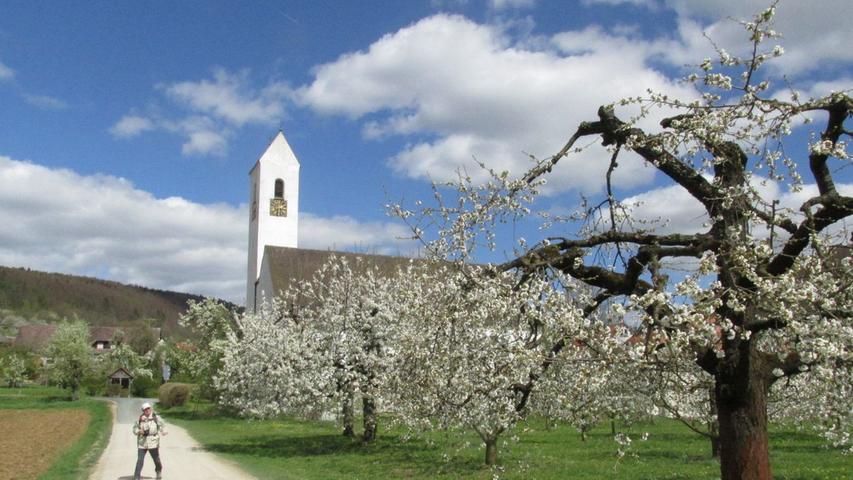 Wie aus dem Bilderbuch: Die Kirschblüte in Egloffstein