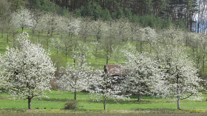 Wie aus dem Bilderbuch: Die Kirschblüte in Egloffstein