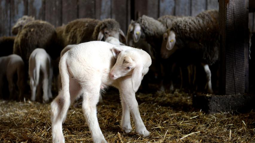 Flauschige Lämmer: Besuch in einem Steiner Schafstall