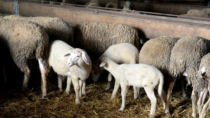 Flauschige Lämmer: Besuch in einem Steiner Schafstall