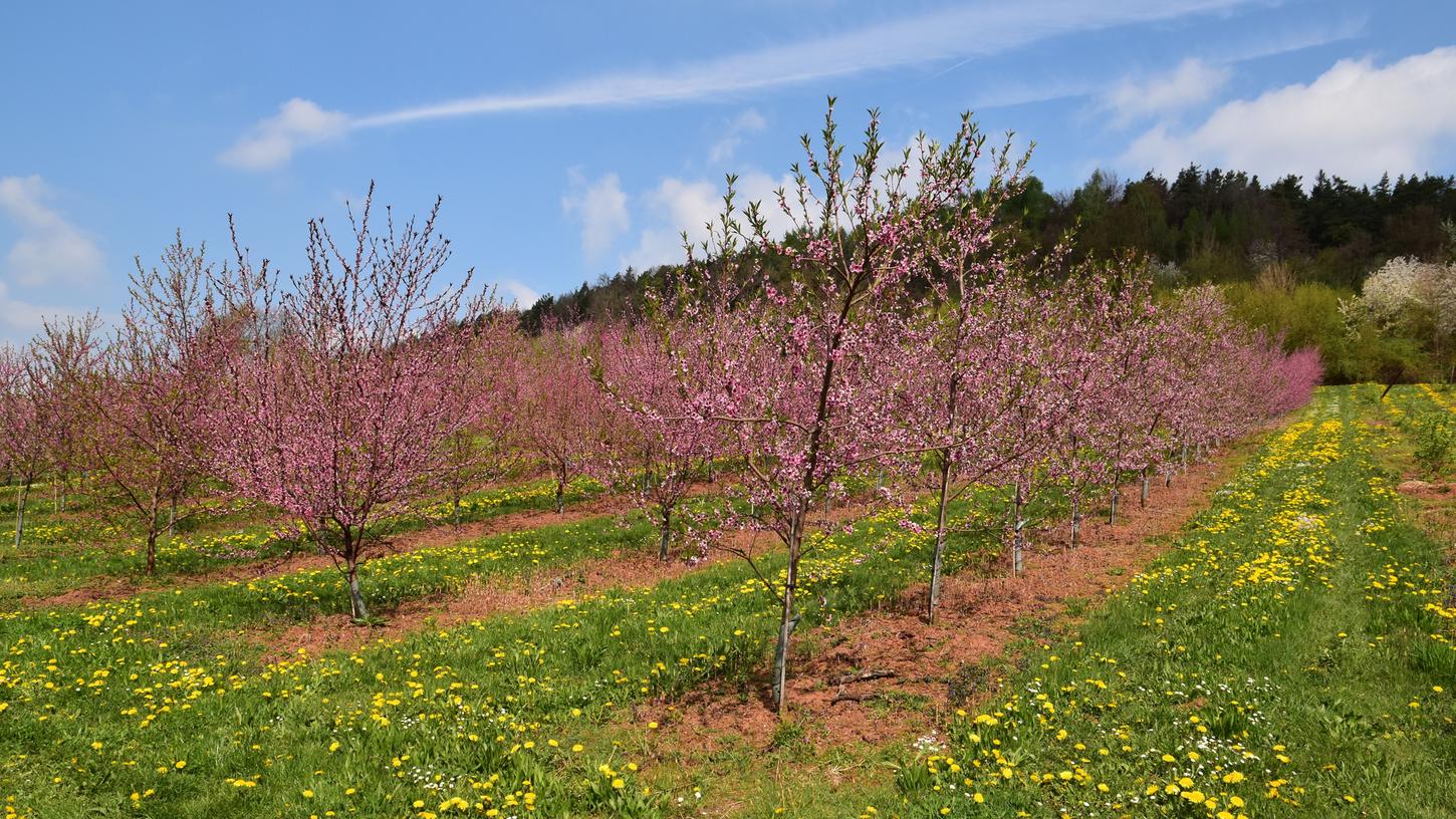 Jetzt blühen in Franken die Pfirsichbäume