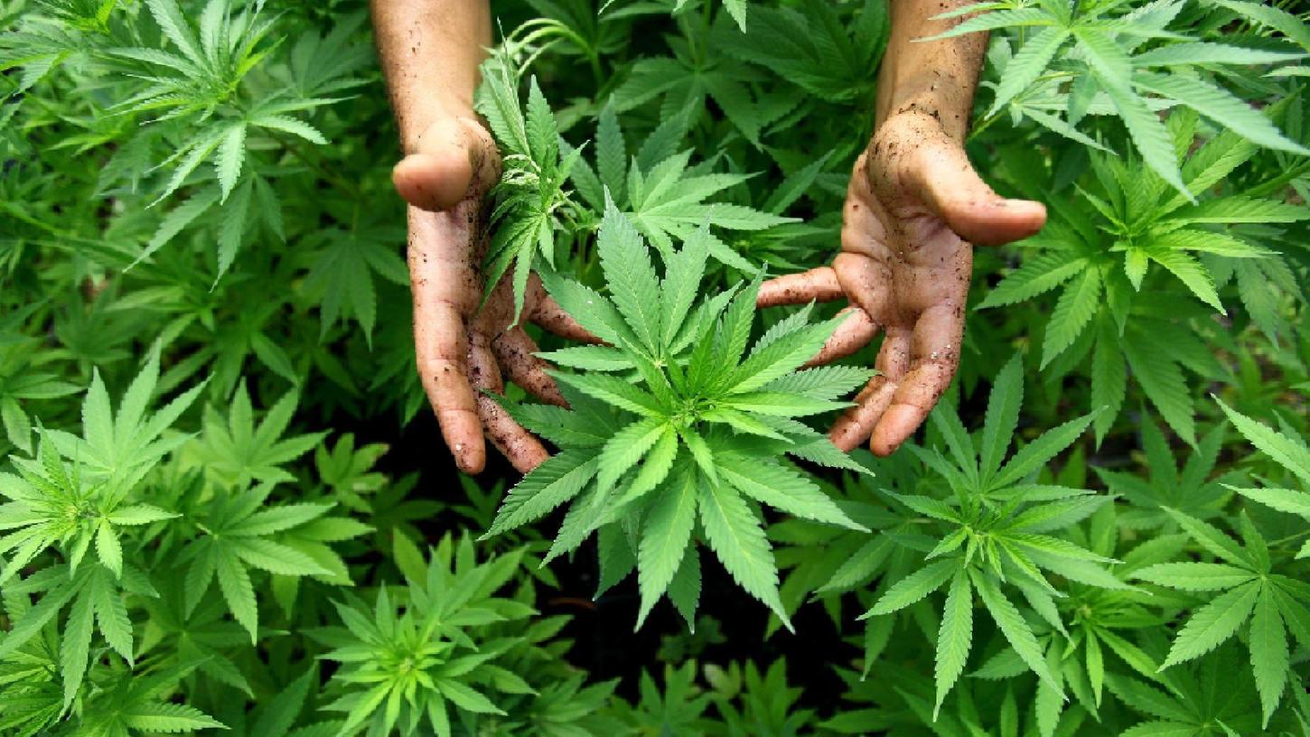 Weil nichts mehr half: Cannabis selbst angebaut