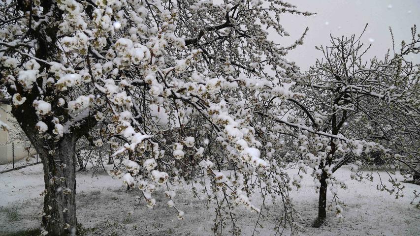 Blütenpracht im Schneekleid bei Geschwand.