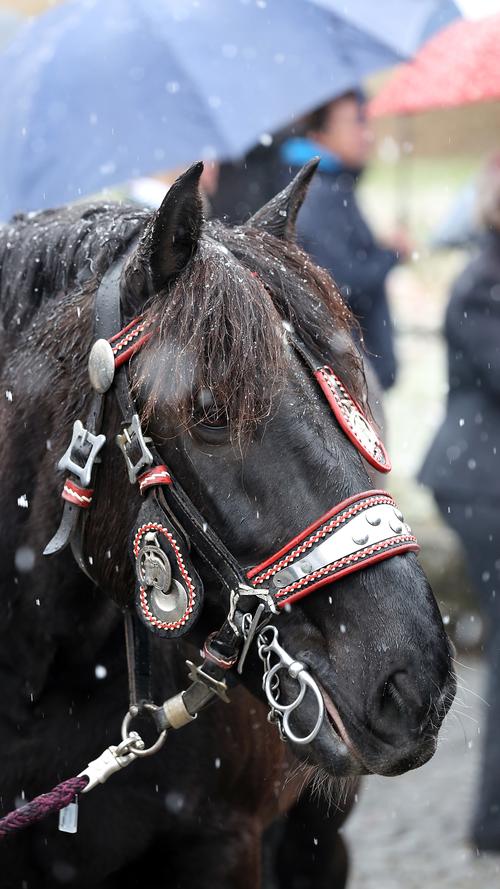 Georgiritt durch Effeltrich: Pferde, Schnee und Kirschblüten
