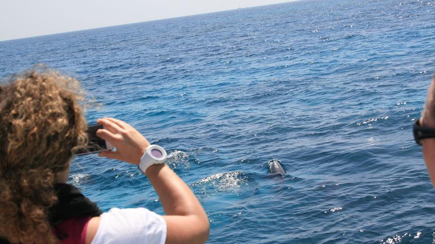 Delfinbeobachtungen sind im Roten Meer keine Seltenheit. Und doch ist es ein ganz besonderer...
