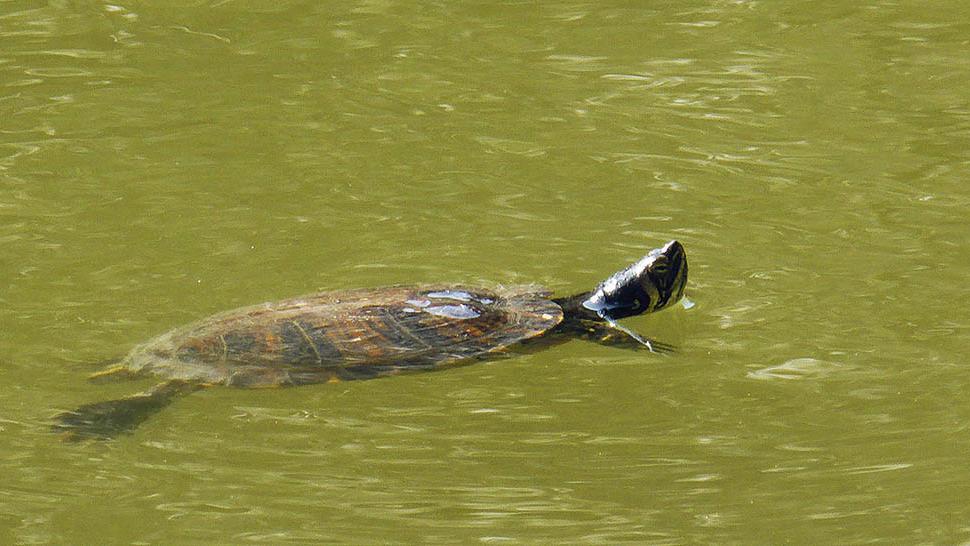 Schildkröte im Seeweiher