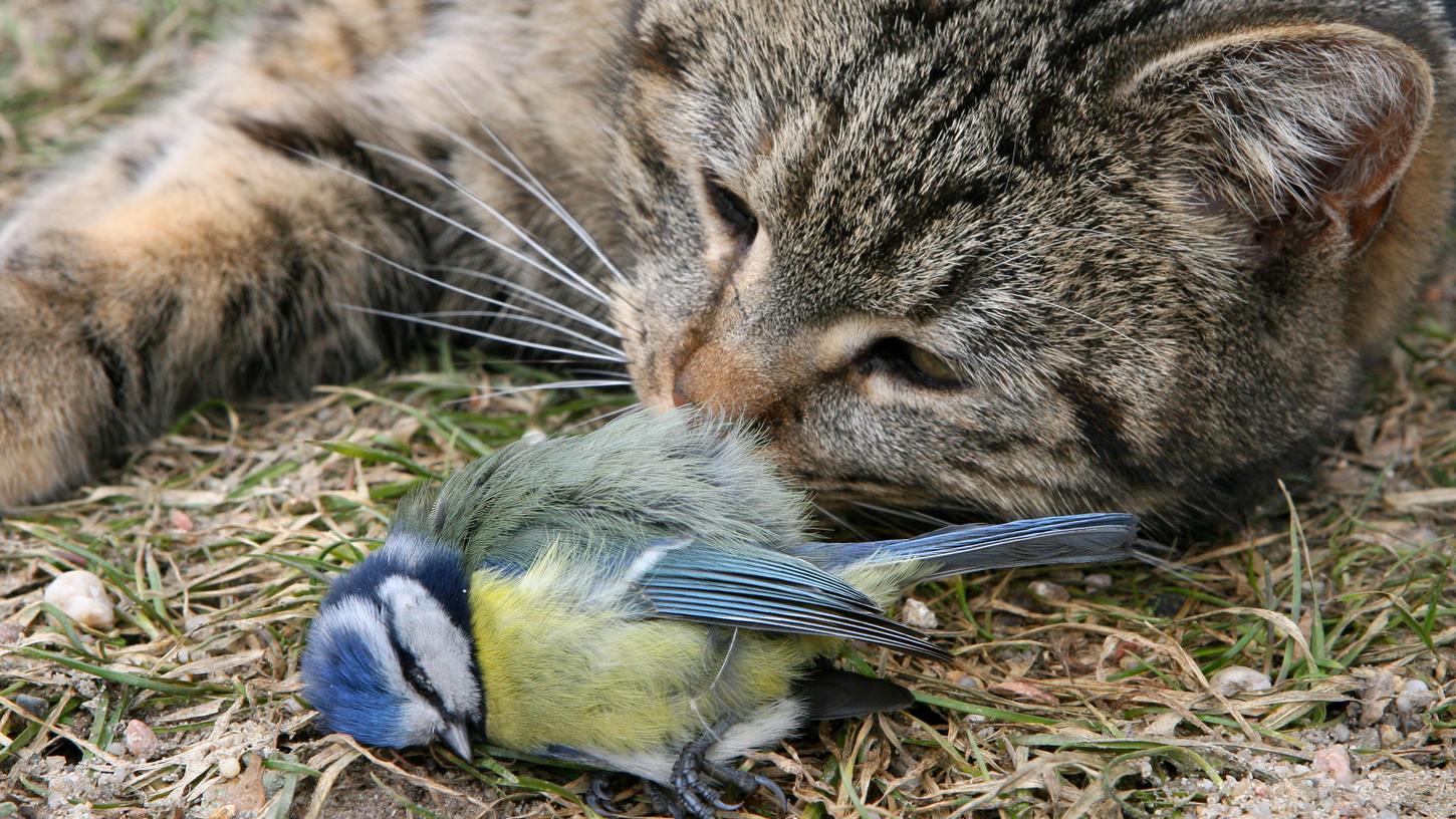 Eine Katze hat eine Meise gefangen - kein Einzelfall in deutschen Gärten. Eine Katze hat eine Meise gefangen - kein Einzelfall in deutschen Gärten.