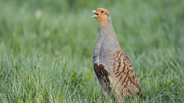 Nicht nur auf Rehe und Wildschweine wird im Wald geschossen. Auch viele andere Tiere werden bejagt. Auf Platz 15 der am häufigsten erlegten Tiere in Bayern findet sich das Rebhuhn. Im Jagdjahr 2019/2020 (ein Jagdjahr dauert immer vom 1. April bis zum 31. März des Folgejahres) wurden 938 Rebhühner in bayerischen Wäldern getötet (Vorjahr: 860). In vielen Bundesländern ist die Jagd auf diese Tiere verboten.