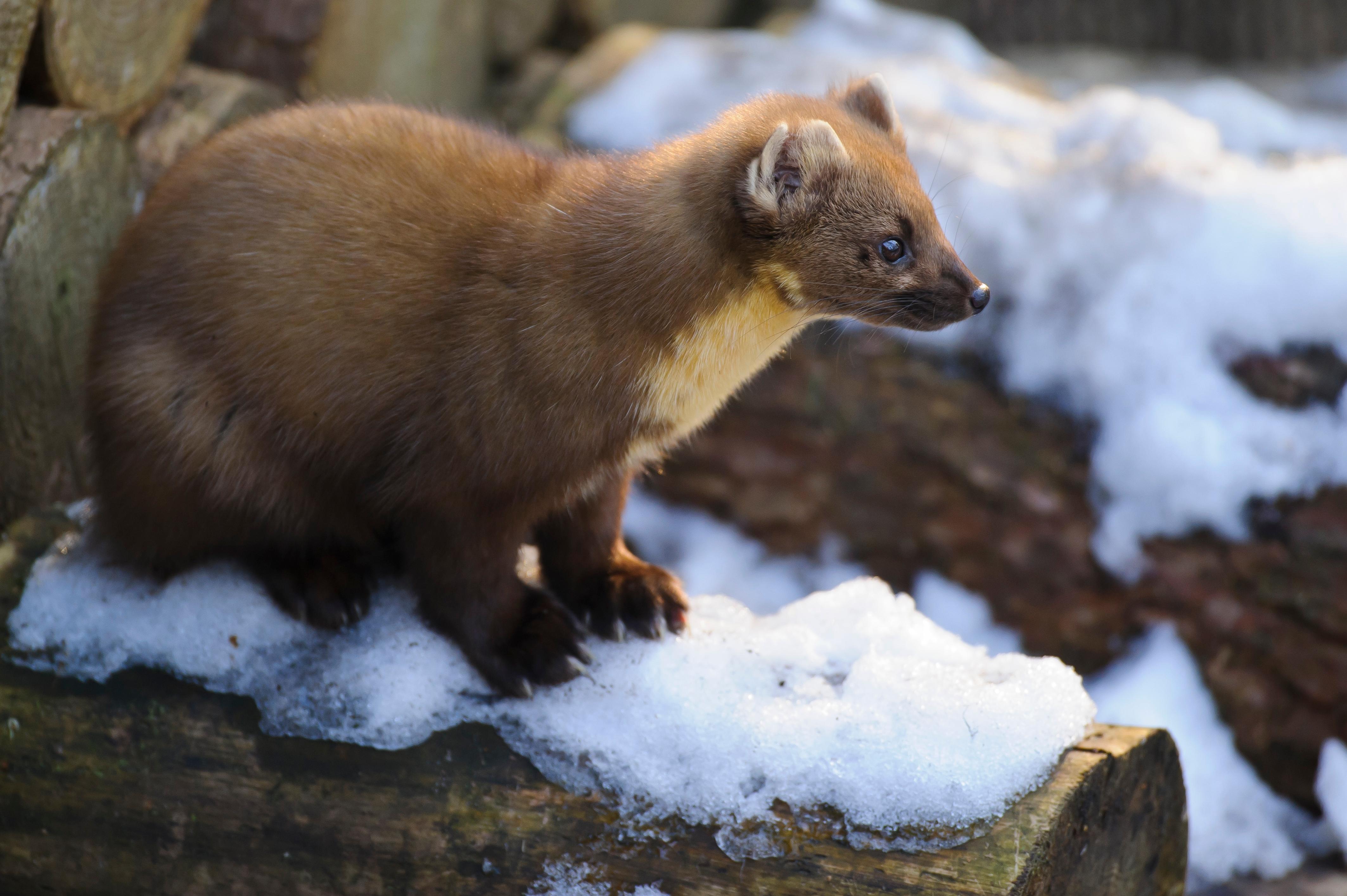 Der Baummarder wurde früher wegen seines wertvollen Pelzes stark bejagt und ist deshalb sehr viel seltener als der Steinmarder, der für seine Vorliebe für Autokabel bekannt ist. Der Baummarder kann sehr gut klettern und im Geäst drei bis vier Meter überspringen. Er ist Allesfresser und verspeist auch Eichhörnchen oder Mäuse. In Bayern wurden im Jagdjahr 2019/2020 insgesamt 2267 Exemplare erlegt (Vorjahr: 1855).