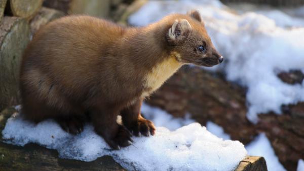Der Baummarder wurde früher wegen seines wertvollen Pelzes stark bejagt und ist deshalb sehr viel seltener als der Steinmarder, der für seine Vorliebe für Autokabel bekannt ist. Der Baummarder kann sehr gut klettern und im Geäst drei bis vier Meter überspringen. Er ist Allesfresser und verspeist auch Eichhörnchen oder Mäuse. In Bayern wurden im Jagdjahr 2019/2020 insgesamt 2267 Exemplare erlegt (Vorjahr: 1855).