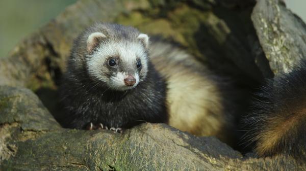 Dem Iltis möchte man nicht zu nahe kommen, nicht umsonst heißt er auch "Stinkmarder". Wird es brenzlig, sondert er ein übelriechendes Sekret ab und spritzt es bis zu 50 Zentimeter weit. Wer das abbekommt, stinkt dann eben wie ein Iltis... Das Tier legt "Krötendepots" an - Vorratskammern für Notzeiten. Im Jagdjahr 2019/2020 wurden in Bayern 1688 Iltisse und Wiesel getötet (Vorjahr: 1453).
