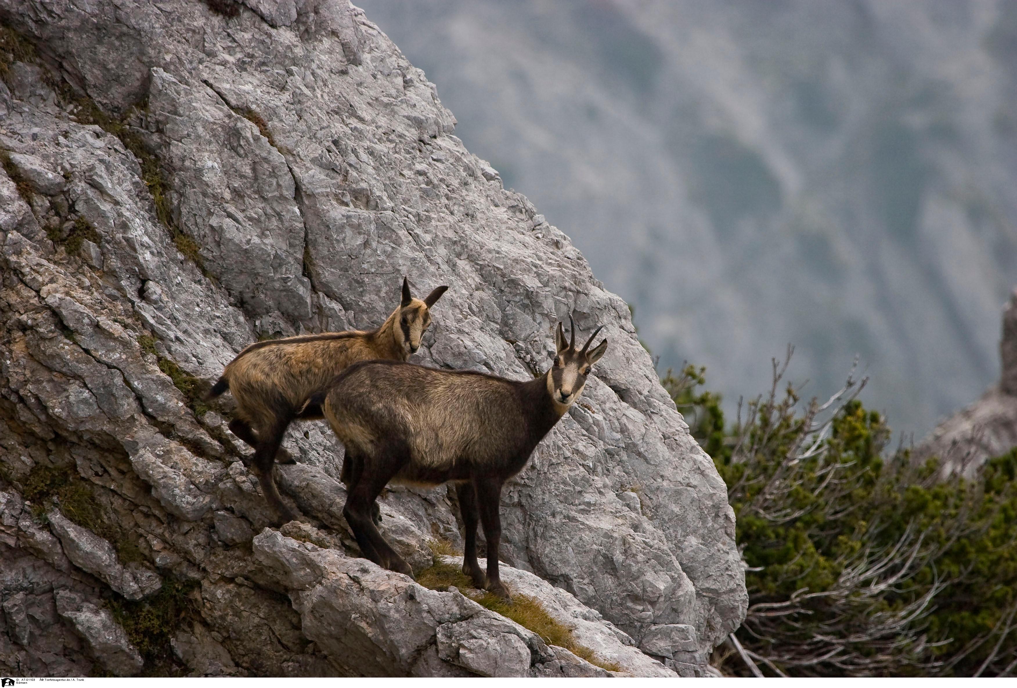 Wer einen Gamsbart und eine Gamslederhose möchte, muss dazu natürlich erst einmal eine Gams erlegen. Sie ist vor allem im Hochgebirge zu Hause, kann hervorragend klettern und ernährt sich von Gräsern und Kräutern. Im Jagdjahr 2019/2020 wurden in Bayern 4090 Tiere erlegt (Vorjahr: 4217).