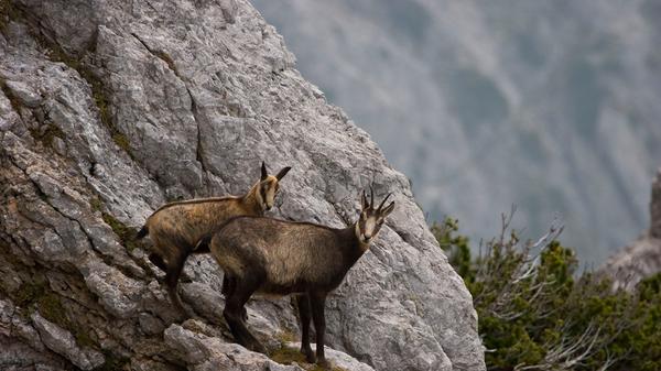 Wer einen Gamsbart und eine Gamslederhose möchte, muss dazu natürlich erst einmal eine Gams erlegen. Sie ist vor allem im Hochgebirge zu Hause, kann hervorragend klettern und ernährt sich von Gräsern und Kräutern. Im Jagdjahr 2019/2020 wurden in Bayern 4090 Tiere erlegt (Vorjahr: 4217).
