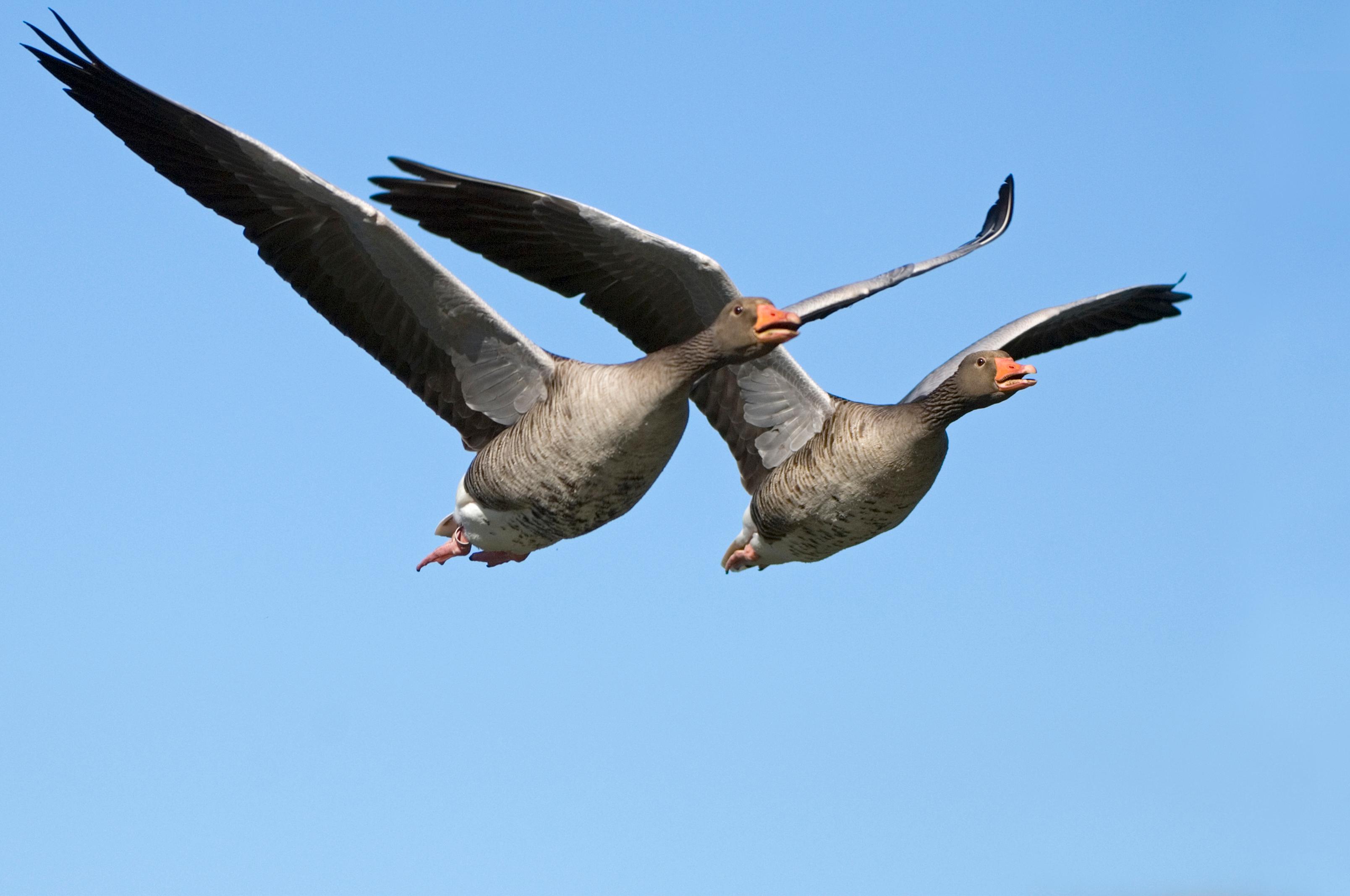 Zu den Wildgänsen zählen vor allem Graugänse, Kanadagänse und Nilgänse. Zum Problem werden sie vor allem an Bade- und Freizeitseen, wo sie in großen Massen ihren Kot hinterlassen, wie etwa im Fränkischen Seenland oder am Wöhrder See in Nürnberg. Im Jagdjahr 2019/2020 wurden in Bayern 13.040 Tiere geschossen (Vorjahr: 11.364).