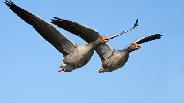 Zu den Wildgänsen zählen vor allem Graugänse, Kanadagänse und Nilgänse. Zum Problem werden sie vor allem an Bade- und Freizeitseen, wo sie in großen Massen ihren Kot hinterlassen, wie etwa im Fränkischen Seenland oder am Wöhrder See in Nürnberg. Im Jagdjahr 2019/2020 wurden in Bayern 13.040 Tiere geschossen (Vorjahr: 11.364).