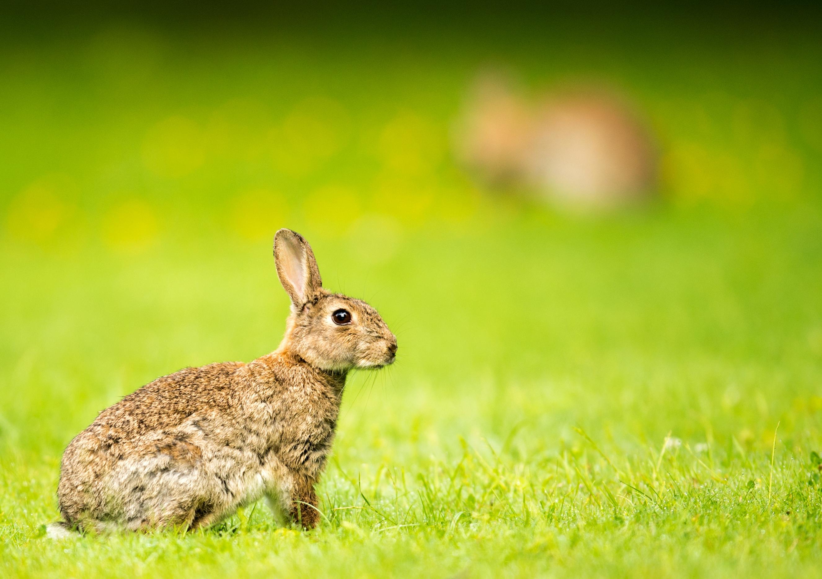 Wildkaninchen sind sehr viel kleiner als Feldhasen und haben deutlich kürzere Hinterbeine. Sie müssen bei Gefahr aber auch nur kurze Sprints hinlegen, weil sie schnell in ihren Bau flüchten können. Weil sie sich eben vermehren wie die Karnickel, sind sie früher oft zur Plage geworden. Im Jagdjahr 2019/2020 wurden in Bayern 4810 Tiere erlegt (Vorjahr: 3261).