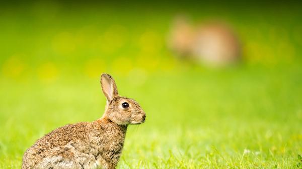 Wildkaninchen sind sehr viel kleiner als Feldhasen und haben deutlich kürzere Hinterbeine. Sie müssen bei Gefahr aber auch nur kurze Sprints hinlegen, weil sie schnell in ihren Bau flüchten können. Weil sie sich eben vermehren wie die Karnickel, sind sie früher oft zur Plage geworden. Im Jagdjahr 2019/2020 wurden in Bayern 4810 Tiere erlegt (Vorjahr: 3261).