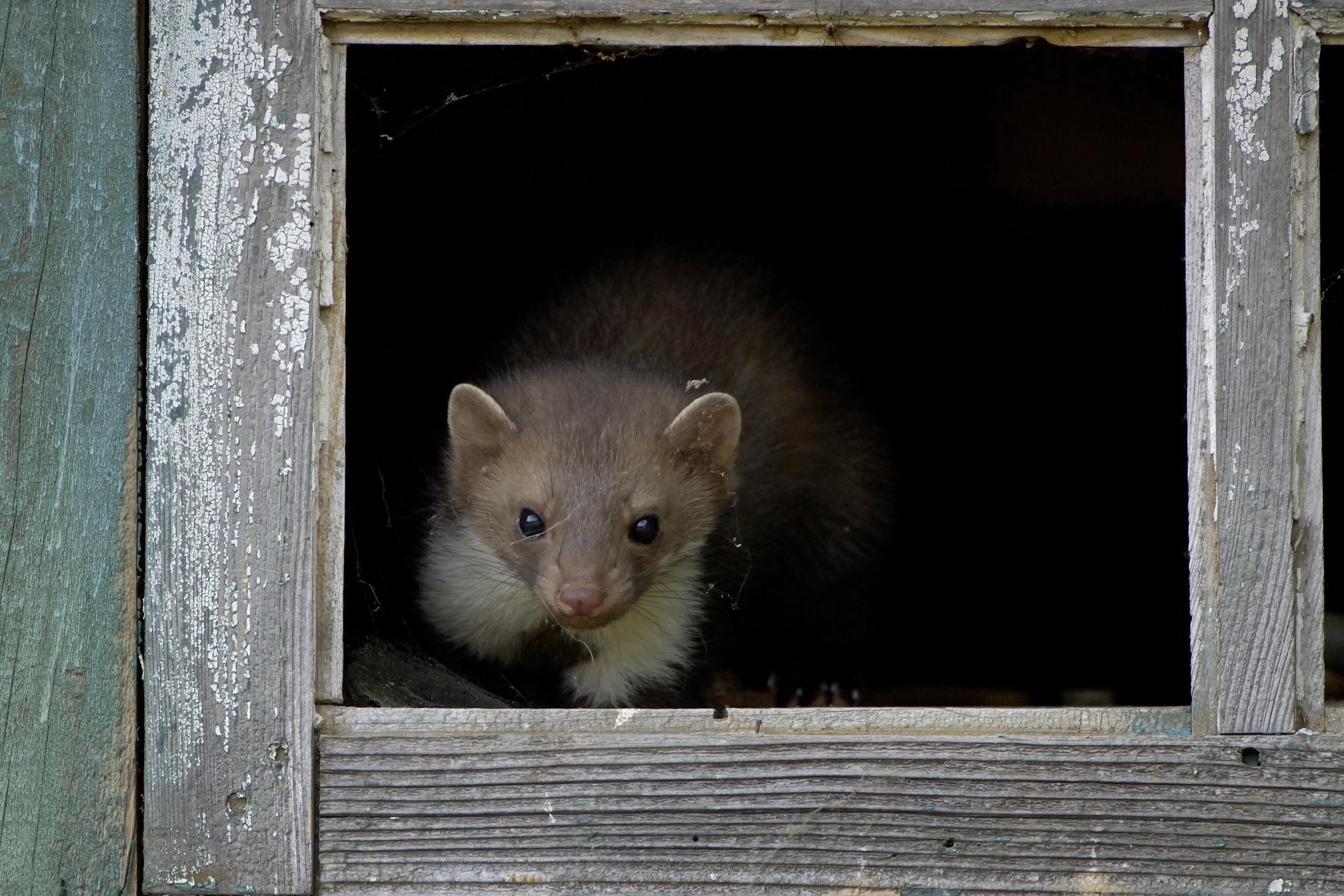 Der Steinmarder ist der erklärte Feind des Autofahrers, weil er durch seine Vorliebe für Gummiteile viele Autos lahmlegt. Er fühlt sich nicht nur in der Natur, sondern auch auf Dachböden und in Scheunen wohl. Er erlegt Hasen und Kaninchen, aber auch Hühner und Tauben. Sein Pelz ist begehrt, am effektivsten wird der Steinmarder mit Fallen bejagt. Im Jagdjahr 2019/2020 erwischten bayerische Jäger 12.335 Tiere (Vorjahr: 11.607).