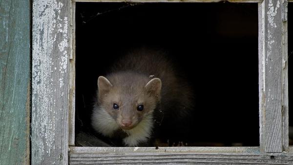 Der Steinmarder ist der erklärte Feind des Autofahrers, weil er durch seine Vorliebe für Gummiteile viele Autos lahmlegt. Er fühlt sich nicht nur in der Natur, sondern auch auf Dachböden und in Scheunen wohl. Er erlegt Hasen und Kaninchen, aber auch Hühner und Tauben. Sein Pelz ist begehrt, am effektivsten wird der Steinmarder mit Fallen bejagt. Im Jagdjahr 2019/2020 erwischten bayerische Jäger 12.335 Tiere (Vorjahr: 11.607).