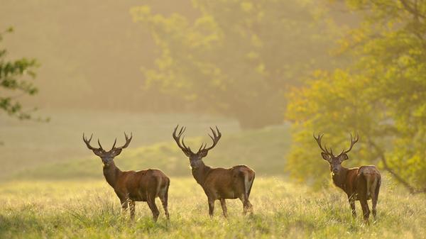 Der Lebensraum für den Rothirsch, den König des Waldes, wird immer kleiner. Dass er bei uns im Wald lebt, ist ohnehin schon ein Zugeständnis an den Menschen. Eigentlich ist der Rothirsch in Steppen zu Hause. Das Geweih wird bis zu 15 Kilo schwer. Im Jagdjahr 2019/2020 wurden in Bayern 13.287 Tiere getötet (Vorjahr: 12.292).