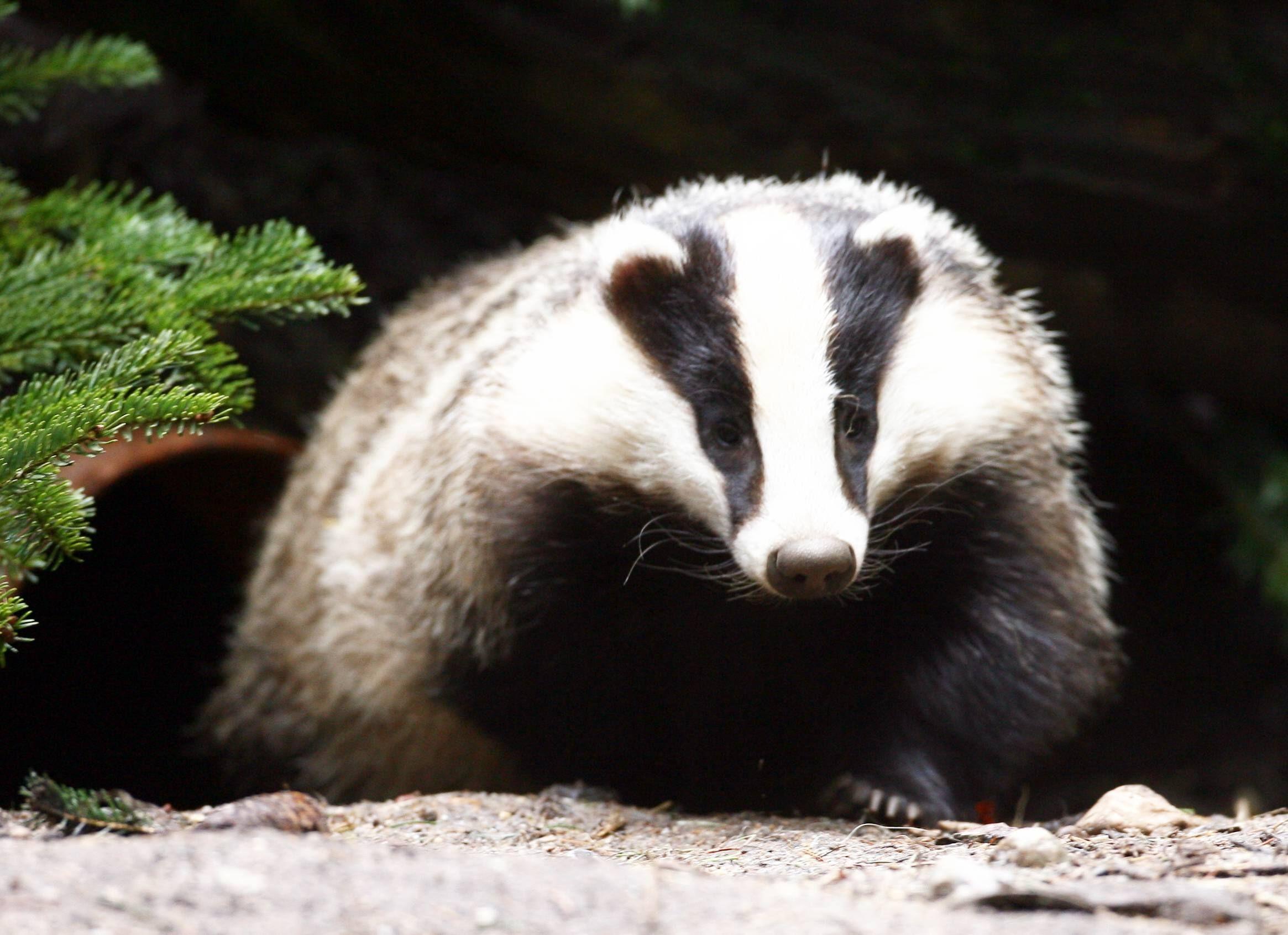 Was viele nicht wissen: Der markant schwarz-weiß gestreifte Dachs zählt zur Familie der Marder. Dachse leben in einer weit verzweigten unterirdischen Dachsburg, die einen Durchmesser von bis zu 30 Metern haben kann. Dachse verbringen oft ihr ganzes Leben mit ihrem Partner. Im Jagdjahr 2019/2020 wurden in Bayern 23.985 Dachse erlegt (Vorjahr: 21.052).