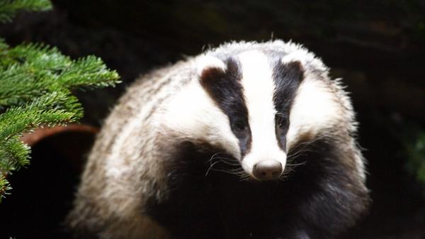 Was viele nicht wissen: Der markant schwarz-weiß gestreifte Dachs zählt zur Familie der Marder. Dachse leben in einer weit verzweigten unterirdischen Dachsburg, die einen Durchmesser von bis zu 30 Metern haben kann. Dachse verbringen oft ihr ganzes Leben mit ihrem Partner. Im Jagdjahr 2019/2020 wurden in Bayern 23.985 Dachse erlegt (Vorjahr: 21.052).