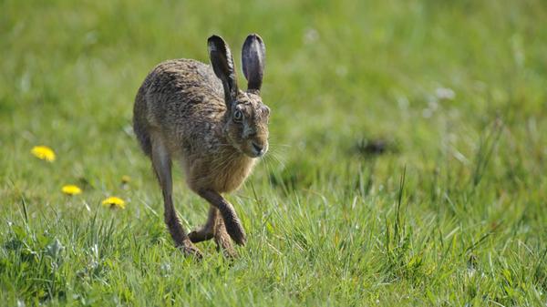 Meister Lampe kennt man durch seine großen Ohren (Löffel), sein weiches Fell und seine großen Augen. Durch sein braunes Fell ist er bestens getarnt in der Landschaft. Bei Gefahr nimmt er im Zickzack Reißaus, dabei kann er bis auf Tempo 80 beschleunigen. In vielen Regionen wird freiwillig auf die Hasenjagd verzichtet. In Bayern wurden im Jagdjahr 2019/2020 insgesamt 58.618 Feldhasen getötet (Vorjahr: 54.129).