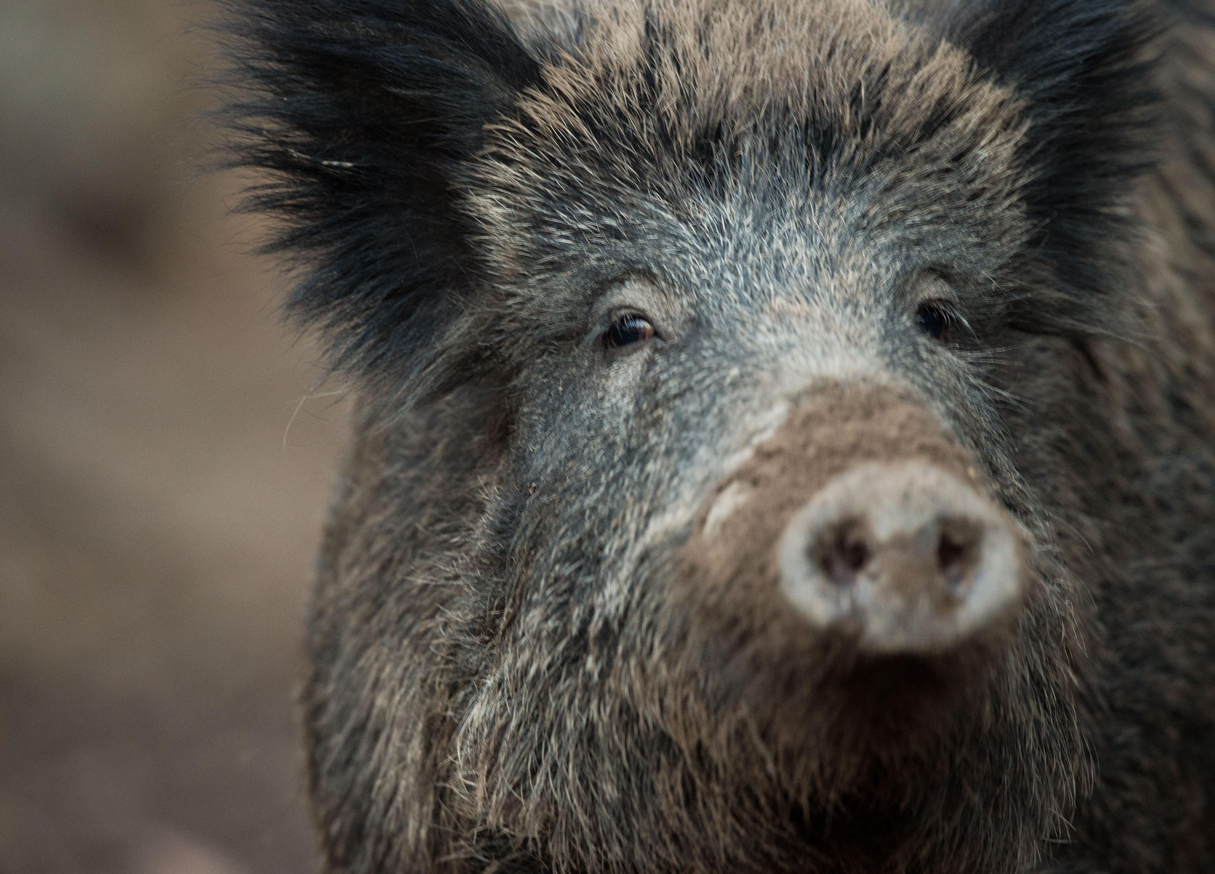 Die als Schwarzwild bezeichneten Wildschweine sind ein großes Problem in Bayern. Sie haben sich so sehr vermehrt, dass sie vielerorts zur Plage werden, durch Vorgärten streifen und vereinzelt sogar zur Gefahr für Menschen werden. Zuletzt wurde Schwarzwild auch wegen der Gefahr der Ausbreitung er Afrikanischen Schweinepest vermehrt geschossen. Die Abschusszahlen in Bayern sind in den vergangenen Jahren deutlich gestiegen, wenn auch mit großen jährlichen Schwankungen. Im Jagdjahr 2019/2020 wurden 114.844 Tiere getötet (Vorjahr: 65.455).
