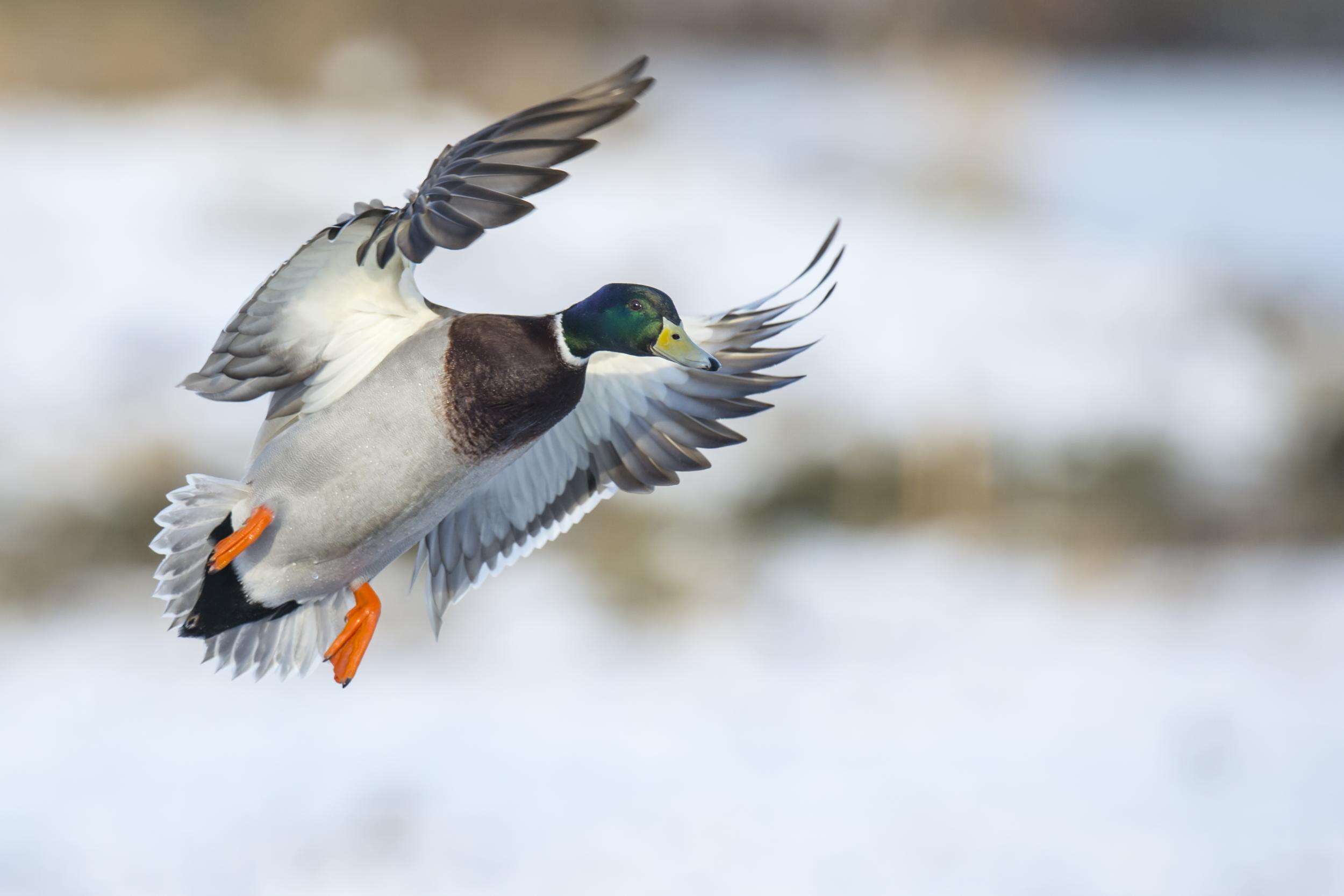 Wer Wildenten sagt, meint hierzulande meist Stockenten. Sie sind die mit Abstand häufigsten Enten. Naturschützer kritisieren, dass der Entenjagd häufig auch andere, seltenere Wasservögel zum Opfer fallen. In Bayern wurden im Jagdjahr 2019/2020 insgesamt 74.419 Wildenten geschossen (Vorjahr: 65.571).