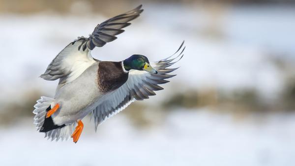 Wer Wildenten sagt, meint hierzulande meist Stockenten. Sie sind die mit Abstand häufigsten Enten. Naturschützer kritisieren, dass der Entenjagd häufig auch andere, seltenere Wasservögel zum Opfer fallen. In Bayern wurden im Jagdjahr 2019/2020 insgesamt 74.419 Wildenten geschossen (Vorjahr: 65.571).