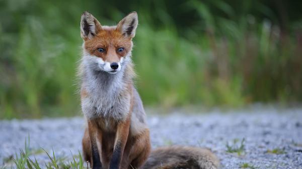Füchse sind immer häufiger nicht nur im Wald, sondern auch in städtischen Bereichen anzutreffen. Er frisst vor allem Mäuse, aber auch Kaninchen, junge Hasen, Rehkitze, Vogelgelege und Jungvögel. Auch Insekten, Heuschrecken, Käfer, Hausgeflügel, Obst und Wildfrüchte stehen auf dem Speisezettel. Im Jagdjahr 2019/2020 wurden in Bayern 106.569 Füchse erlegt (Vorjahr: 104.353).