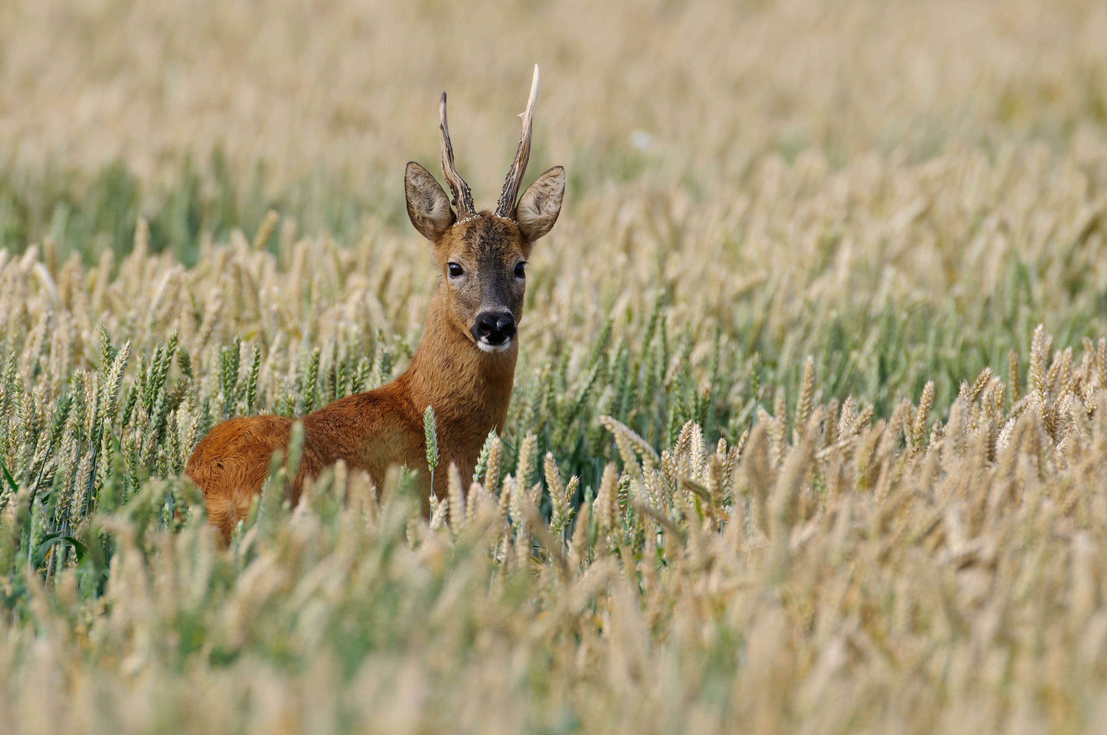 Das mit Abstand am meisten bejagte Tier in Bayern ist das Rehwild. Im Zuge des Waldumbaus wurde die Jagd noch intensiviert, da die Rehe die jungen Triebe anknabbern, die Förster aber nicht alle Neuanpflanzungen aufwendig umzäunen können. Im Jagdjahr 2019/2020 wurden in Bayern 338.418 Rehe getötet (Vorjahr: 319.296).