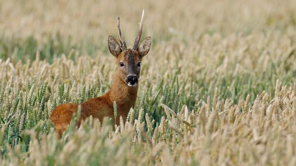 Das mit Abstand am meisten bejagte Tier in Bayern ist das Rehwild. Im Zuge des Waldumbaus wurde die Jagd noch intensiviert, da die Rehe die jungen Triebe anknabbern, die Förster aber nicht alle Neuanpflanzungen aufwendig umzäunen können. Im Jagdjahr 2019/2020 wurden in Bayern 338.418 Rehe getötet (Vorjahr: 319.296).